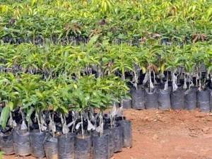 Pequeñas bolsas de plantación Bolsa de cultivo de polietileno de plástico para jardines de plantas - Product Image 6