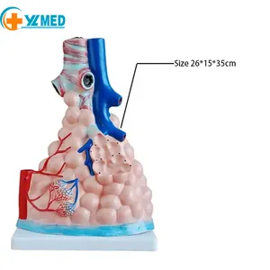 Medical Science Lung models Alveolar enlargement models Human visceral respiration Lung models are used in medical human