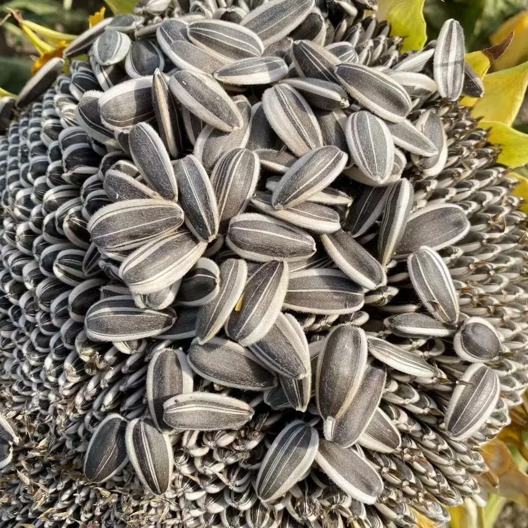 Siyah ayçiçeği tohumu çekirdekleri İç moğolistan'dan kabuk ile 361 ayçiçeği tohumu