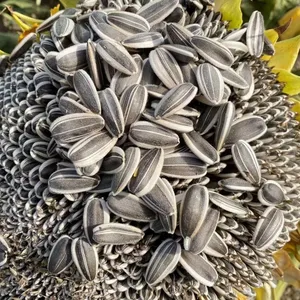 Black Sunflower Seeds Kernels 361 Sunflower Seeds With Shell From Inner Mongolia
