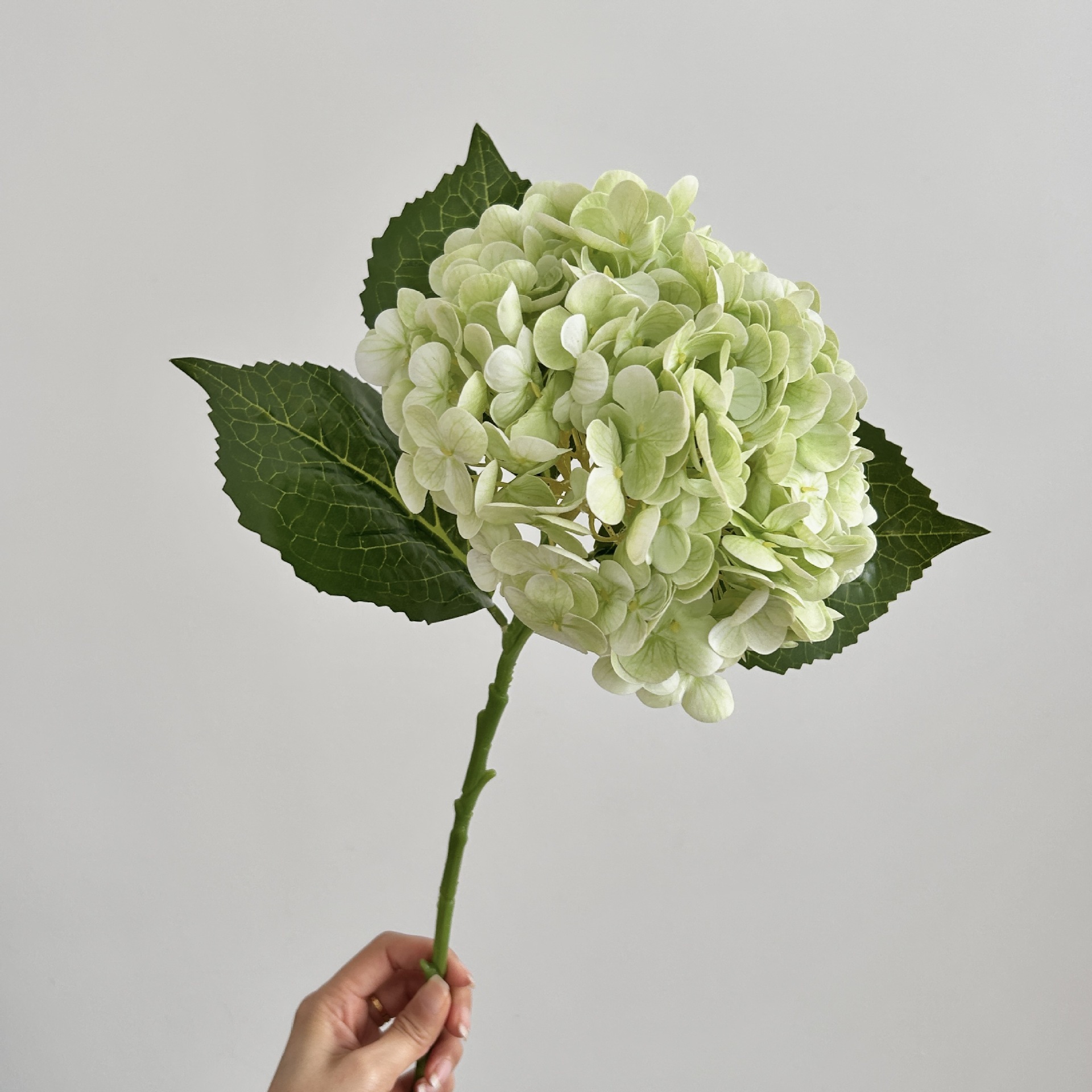 Vert clair