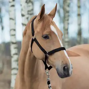 Großhandel Horse Halfter Custom Handy Halfter für Pferde Hochwertige Equine Head Collar mit Wolle Equestrian Produkte