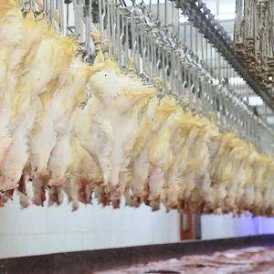 Qingdao Raniche 500-1000BPH <span class=keywords><strong>Boucherie</strong></span> <span class=keywords><strong>Halal</strong></span> Équipement d'abattoir de poulet Machine à saluer - Product Image 6