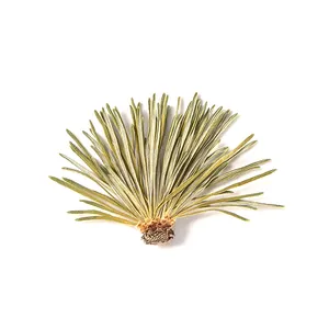 2022 Natural Plant Dried flower handmade detain spends Pine needles For Candle Phone Case