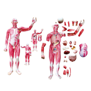 Modèle musclé du <span class=keywords><strong>corps</strong></span> entier 29 pièces Modèle de muscles humains Modèle d'anatomie des organes internes médicaux et des muscles humains grandeur nature - Product Image 4