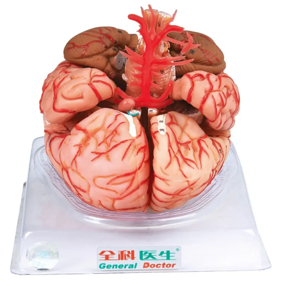 Gd/a18220 <span class=keywords><strong>cérebro</strong></span> anatômico com arterias modelo anatomia humana