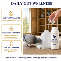 Concentré liquide probiotique soluble dans l'eau pour la santé intestinale des pigeons de course et de voyage 500ml Vente en gros