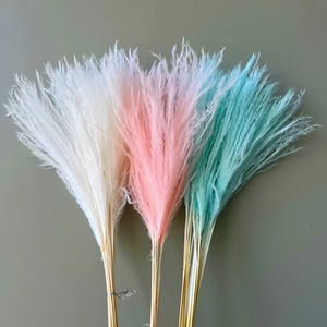Arreglo Floral Natural, Pluma de Pampa Suave, Planta de Pampa con Excelente <span class=keywords><strong>Precio</strong></span>, Arreglo de Hierba de Pampa Seca para Arco de Boda - Product Image 5