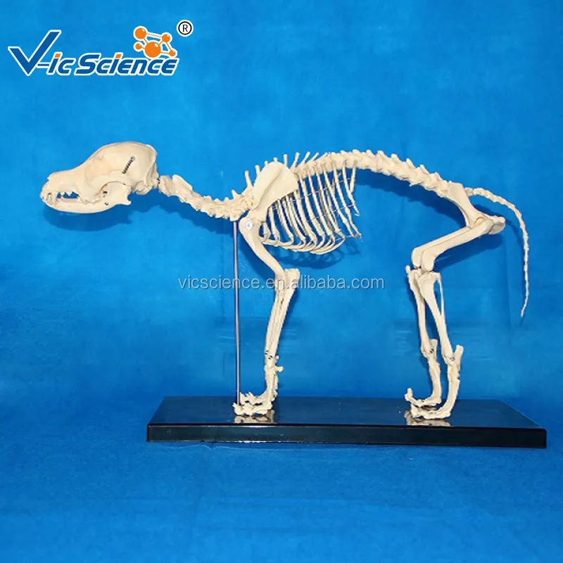 의료 과학 의료 동물 해골 모델 동물 개 개 해골 모델 해부학 모델 동물의 실물 크기 해골