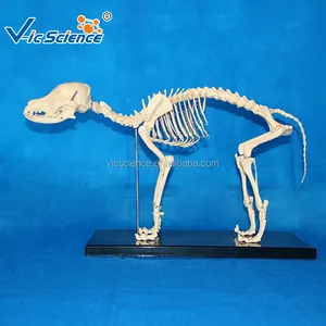 Medische Wetenschap Medisch Dierlijk Skeletmodel Dier Hond Hond Honden Skelet Model Anatomische Modellen Van Dieren Levensgroot Skelet