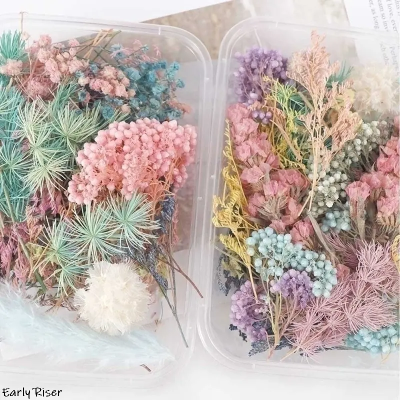 Early Riser Plant Flowers-Matériaux de fleurs séchées pour bougies d'aromathérapie bricolage et décorations flottantes naturelles faites à la main