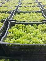 Voedzame diepvries druiven zonder pit, IQF, geheel fruit, mengsel voor industriële voedselverwerking