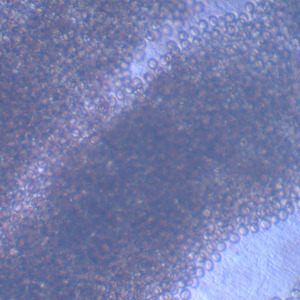 1 mảnh Taenia saginata mang thai proglottid W. M parasitology chuẩn bị Slide Nhà cung cấp - Product Image 4