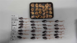 <span class=keywords><strong>Poisson</strong></span> capelin congelé - Product Image 4
