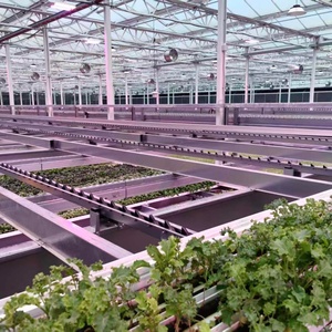 Vendita diretta della fabbrica di serre vittoriane di alta qualità, grandi serre commerciali serre di vetro - Product Image 4