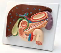 Modèle anatomique du foie, de la vésicule biliaire, du pancréas et du duodénum Pro-Health Medical Science PH03-011, matériau PVC+ABS, 11cm x 11cm x 23cm