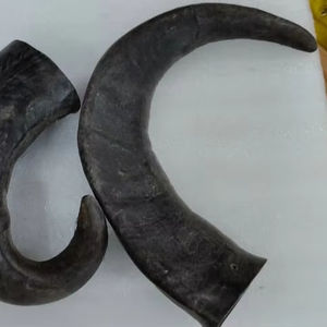 Auténtico Cuerno de Shofar de Kudu Pulido, Ecológico y Hecho a Mano con Diseño Animal de la India para Decoración del Hogar, Venta al por Mayor - Product Image 1