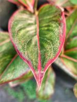Collection Premium Authentique d'Aglaonema – Plantes d'Intérieur Exotiques Vertes, Argentées et Rouges, Jeunes, Chinoises, à Feuilles Perpétuantes – Lot de 100 Graines Botaniques Fraîches