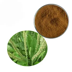 Estratto di planano di alta qualità in polvere estratto di foglie di planano estratto di Plantago Lanceolata