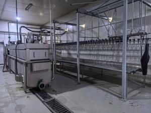 เครื่องลวกสัตว์ปีกอัตโนมัติ สแตนเลส สำหรับสายการผลิตการฆ่าไก่และเป็ด - Product Image 3