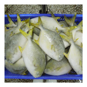 Peixe Pompano Dourado Inteiro Congelado de Qualidade Premium 600-800g - Product Image 1