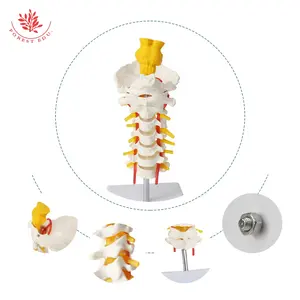 FRT041 Modelo Cervical de 7 segmentos del tronco encefálico de la columna Cervical humana y el modelo de arteria carótida Un modelo de eje Atlas