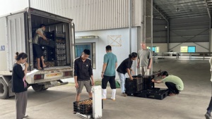 Litchi vietnamien biologique frais avec des pratiques de production sûres Emballage d'exportation de qualité supérieure de 10kg - Product Image 3