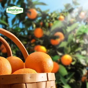 Fresh Oranges Yellow Juicy Sweet Citrus Healthy Nutritious Orange Best Quality Fresh Valencia Oval-round