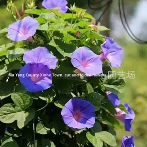 Grote Morning Glory Zaden Olie Klimplant Hangende Balkon Patio Hekwerk Internet Hit Hot Item - Product Image 4