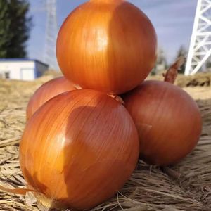 Nouvelle récolte d'oignons jaunes violet jaune <span class=keywords><strong>échalote</strong></span>s fraîches pelées <span class=keywords><strong>prix</strong></span> de gros exportation de légumes pour la plantation d'agriculteurs - Product Image 2