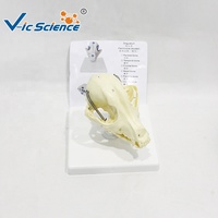 Modelo Anatómico de Cráneo Canino para Enseñanza de Anatomía Veterinaria y Demostración en Hospitales Veterinarios CE/ISO/ROHS/CNAS