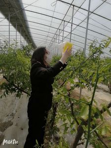 Chất Lượng Cao Dong Jujube Ngày Đặc Biệt Của Trung Quốc Tuyệt Vời Tươi Trái Cây Mùa Đông Táo Tàu - Product Image 6