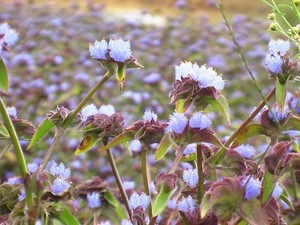 Экстракт Cyanotis Arachnoids: Высококачественный порошок бета-экдистерона от производителя Healthway - Product Image 2