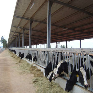 Structure en acier préfabriquée pour hangar à vaches, ossature portique, installation rapide, pour élevage de bovins - Product Image 5