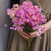 Bunga aster Rodanthe aster alami bunga kering bahan bunga merah muda putih untuk buket bunga dan tanaman untuk kerajinan seni