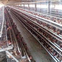 Cage à poules pondeuses de type A avec poulailler pour l'Afrique