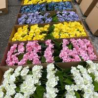 Bunga Hydrangea Sutra Buatan Realistis Berkualitas Tinggi Grosir 50cm Gaya Modern untuk Dekorasi Pernikahan & Hari Ibu Hotel