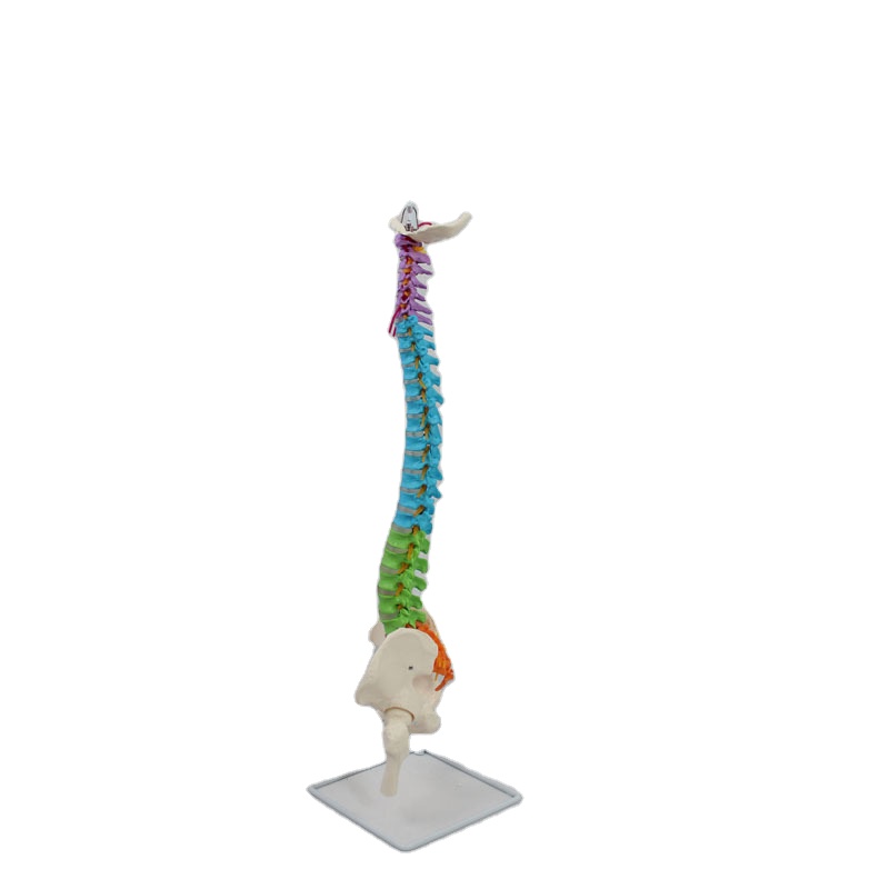 2025 New KRC Teaching Resources High Quality Life Size Didactic Vertebral Column Spine Model with Pelvis and Femur Heads