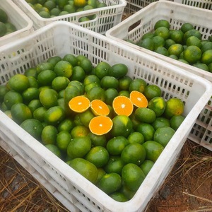 Yunnan peau verte mandarines 4.5kg boîte entière saisonnier <span class=keywords><strong>fruits</strong></span> fraîchement cueillis femmes enceintes mandarines aigres <span class=keywords><strong>fruits</strong></span> <span class=keywords><strong>secs</strong></span> en gros - Product Image 4