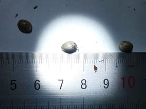 Superfood Premium organik kurutulmuş kabuklu endüstriyel kenevir tohumları ham gdo olmayan yüksek bitki proteini gıda Baking pişirme Vegan - Product Image 6