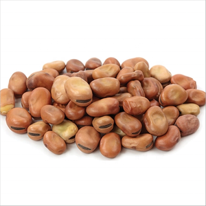 OEM ODM Kacang <span class=keywords><strong>Fava</strong></span> Hijau Kelas Makanan, Kacang <span class=keywords><strong>Fava</strong></span> Kering Bulat Kecil hingga Sedang, Ekstrak Biji, Grosir, Partai Besar - Product Image 3