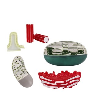 Modèle de structure d'organe, morphologie cellulaire, démonstration structurelle par microscope électronique, aide pédagogique pour la biologie au lycée - Product Image 5