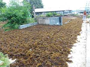 Engrais d'algues sargasses séchées Origine du Vietnam Durée de conservation de 12 mois - Product Image 4