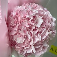 Bunga Hydrangea Asli Awet Alami Daun Besar Putih Tahan Lama 3-5 Tahun Bunga Abadi Dekorasi Rumah Thanksgiving Gliserin