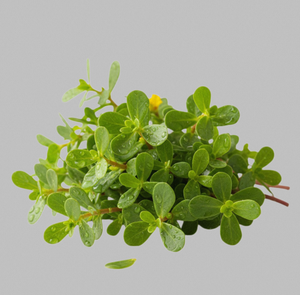 Extracto de Purslane TW PDRN 10 ppm, Polinucleótido Derivado de Plantas, Materia Prima Cosmética de Alta Pureza, Ingrediente Antienvejecimiento - Product Image 1