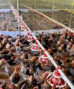 <span class=keywords><strong>Comederos</strong></span> y Bebederos Automáticos <span class=keywords><strong>de</strong></span> Plástico PP <span class=keywords><strong>para</strong></span> Aves <span class=keywords><strong>de</strong></span> Corral, <span class=keywords><strong>para</strong></span> Granjas <span class=keywords><strong>de</strong></span> <span class=keywords><strong>Pollos</strong></span> <span class=keywords><strong>de</strong></span> <span class=keywords><strong>Engorde</strong></span>, Líneas <span class=keywords><strong>de</strong></span> Alimentación Avícola, Precios al por Mayor - Product Image 5