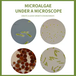 Docosahexaenoic кислота Dha водоросли масло