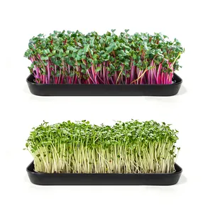 Jardim interior fácil crescer microgreen srouter bandeja hidropônico vegetais planta germinação crescente plântulas bandeja