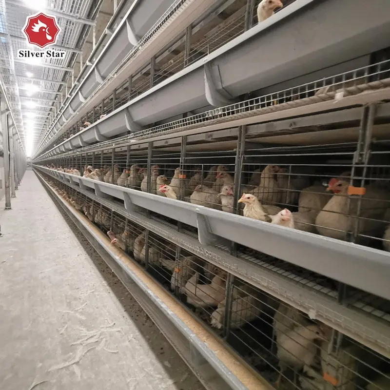 A and H types of poultry automatic egg chicken laying cage for sales