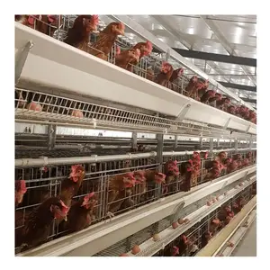 Automatic Animal Husbandry Equipment / China Animal Cages Layer Chicken Cage Poultry Farm